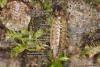 Philoscia affinis